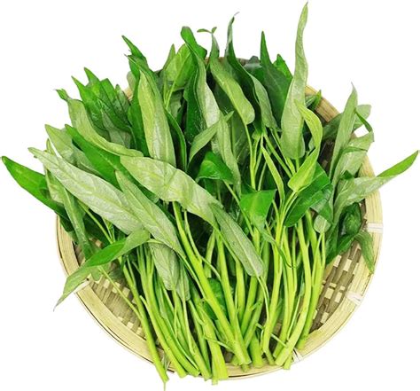 seedpeer|Iba pa.